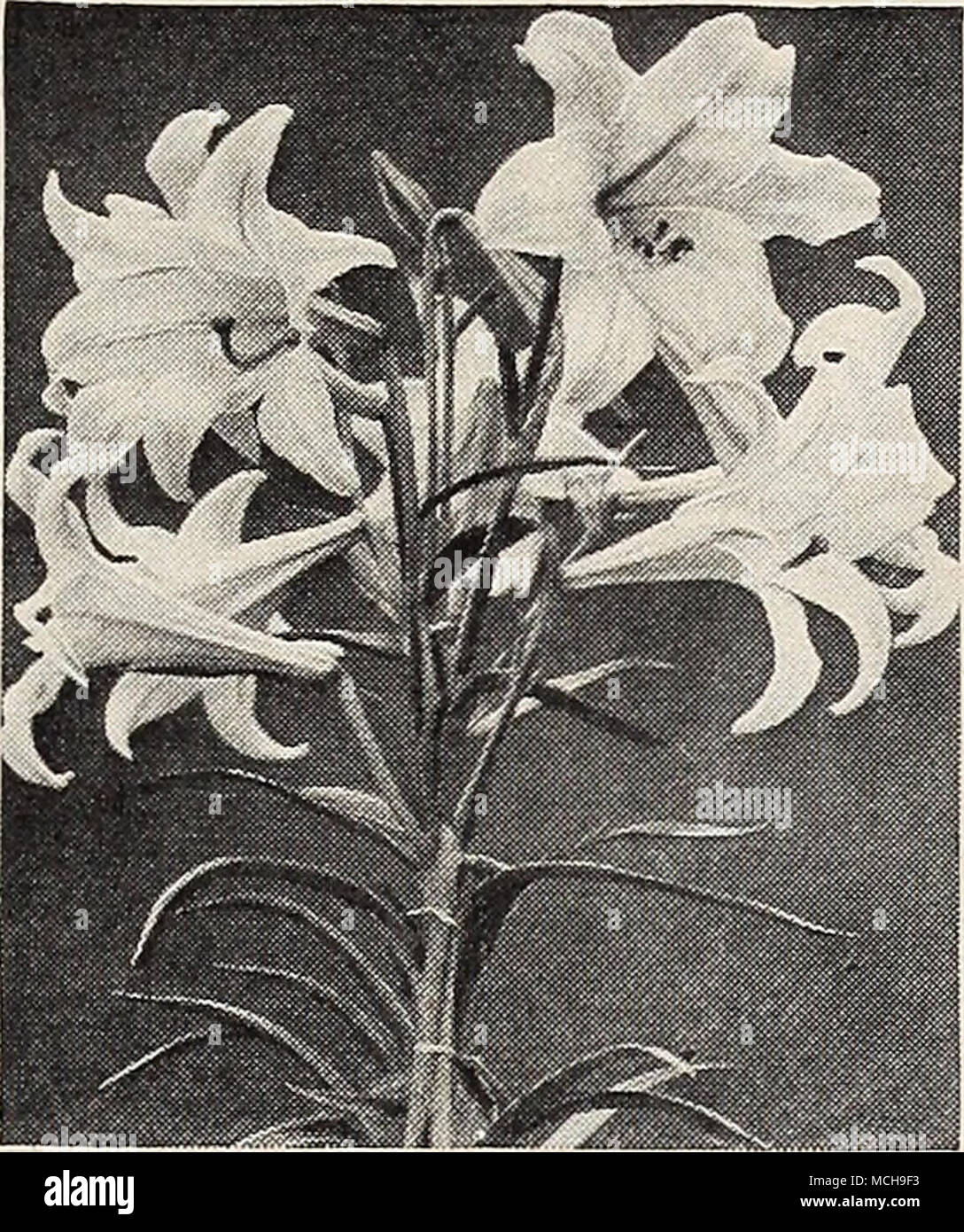 . I-ilium Harrisi Three Splendid Lilies for Growing Indoors Harrisi {Bermuda Easter Lily). A great favorite. August delivery. 40-575 Extra-Large Bulbs: 45c each; 3 for $1.15; 12 for $4.00. 40-576 Mammoth Bulbs: 60c each; 3 for $1.65; 12 for $6.00. 40-577 Monster Bulbs: $1.50 each; 3 for $4.00; 12 for $15.00. Longiflorum Erabu, Very vigorous and tall. September delivery. 40-585 Extra-Large Bulbs: 30c each; 12 for $3.00; 25 for $5.00. 40-586 Mammoth Bulbs: 40c each; 12 for $4.00; 25 for $7.50. Longiflorum giganteum {Asiatic Easter Lily). November delivery. 40-588 Extra-Large Bulbs: 30c each; 12  Stock Photo