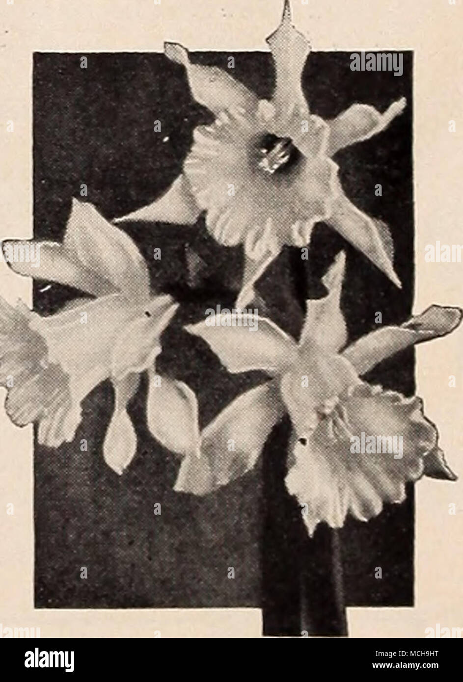 . Narcissus, W. P. Milner 40-803 W. P. Milner. A minia- ture trumpet variety with grace- ful sulphur white blooms on stems 10 inches tall. Easily established and long-lived. Has the fragrance of Cowslip. 12 for S2.25; 25 for S4.00. 3 for 65c Dainty Dwarf Daffodils for the Rock Garden a These lovely Narcissus are particu- larly suited to planting in the rock gar- den. Placed in groups of six or more bulbs, they add a charming effect to the spring display in the rockerj'. In addi- tion to the varieties described below all of the Jonquils but particularly the Single Sweet-Scented variety are exce Stock Photo