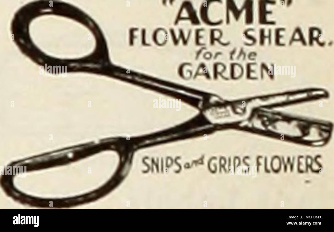 . The Wilt-Less Flower Cutter. A flower cutting device making a clean slicing cut at the proper angle. The very thin blastpaid. Hedge Shears, American. Tlie finest quality hedge shear of domestic m.mufacture to be obtained. 6-inch $1.50; 9-inch S2.50; 10 inch S3.00; 12 inch $3.50. Hedge Shears, Wilkinson's English. The W'ilkinson is conceded to be the best of the foreign niiide tools. 8-inch S3.00; 9-inch SJ..SO; 10 inch S4.00: 12 inch S4..S0. Shears, &quot;Clean Cut&quot; Pruning. The compound lever action upon the twin cutting blades obtained in /-- yK./e^^4 â ^^^^â v-^^^ 'â¢'^'^ shear combi Stock Photo