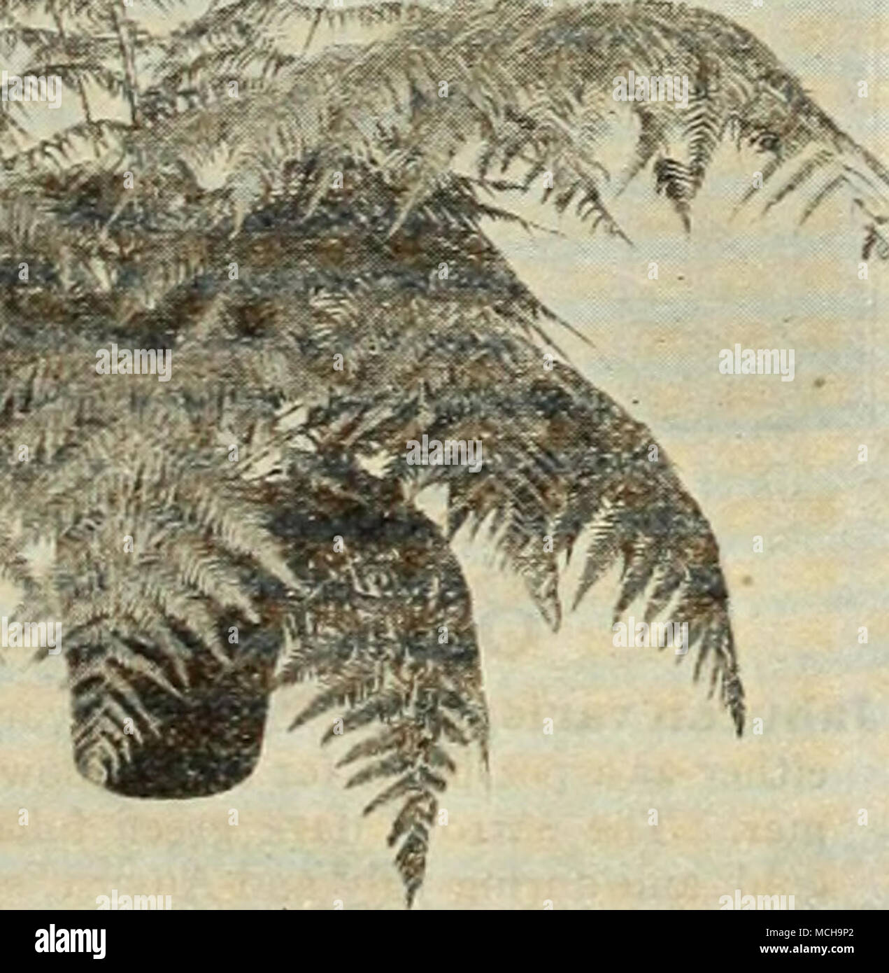 . Cibotium Schiedei Cibotium Schiedei {Mexican Tree Fern). One of the most desirable and most valuable of all Ferns for room decoration. Beautiful hght green foliage. 4-inch pots $1.00; 6-inch pots $2.50; 8-inch tubs $5.00; 10-inch tubs $7.50 each. Cyrtomium Rochfordianum compactum {Crested Holly Fern). Ne.xt to the Boston Ferns the Holly Fern is the most satisfactory for home and apartment use because of its resistance to unfavorable conditions. Has rich glossy dark green foliage. 2j-inch pots 20c; 3-inch pots 25c; 4-inch pots 50c each. Nephrolepis bostoniensis (Boston Fern). The original typ Stock Photo
