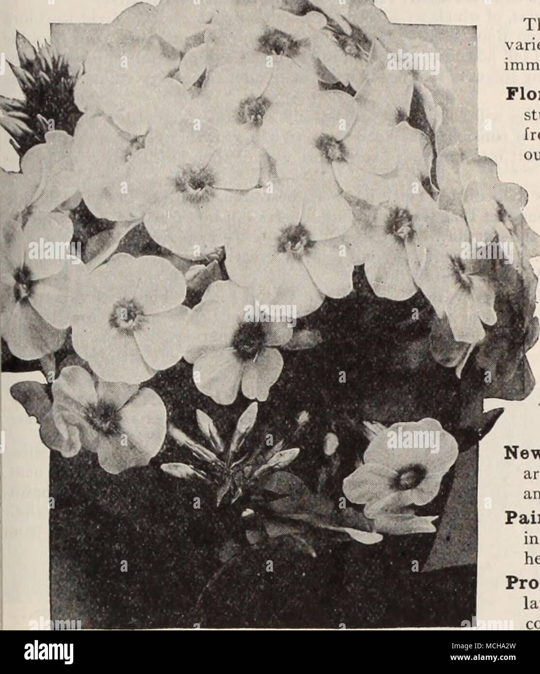. Hardy Phlox Dreer's New Hardy Phlox This collection embraces the finest Novelties, selected from hundreds of varieties from noted specialists, each one of which is a strong grower, with immense panicles of individual bloom. Flora J. Riedy (Tall). A new variety of American introduction, of tall sturdy upright growth and enormous panicles of purest white flowers; free branching habit and distinct heavy dark green foliage retained through- out the season. ^ George Stipp (Tall). A tall strong grower producing broad trusses of a bright salmon-rose with lighter shadings in the centre and dark crim Stock Photo
