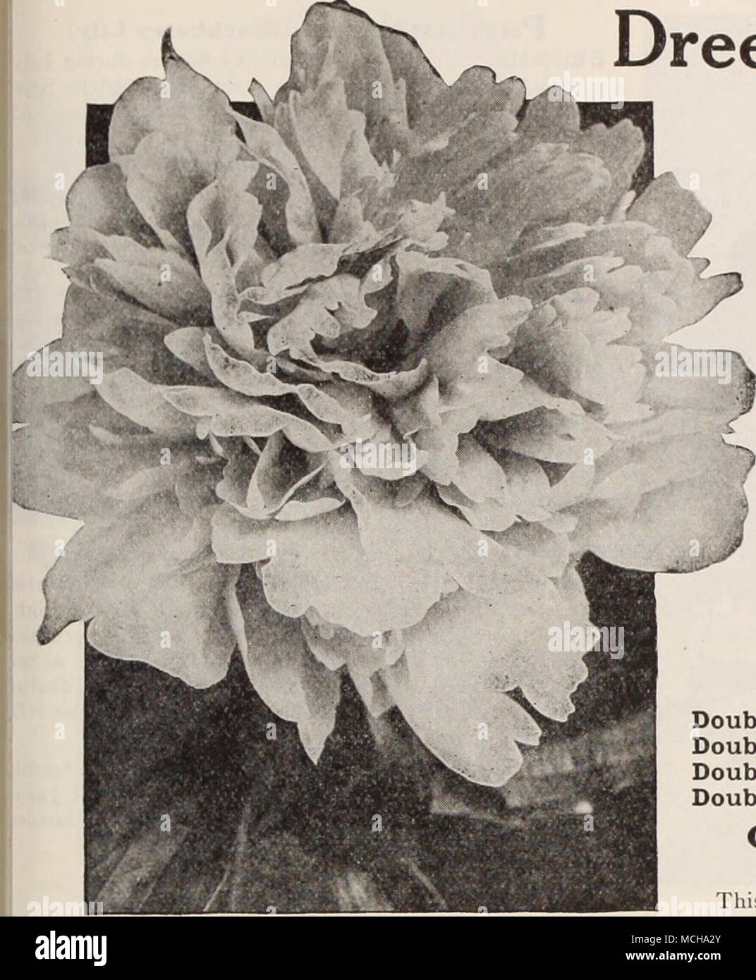 . Double Herbaceous Peony Dreer's Fragrant Peonies The wonderfully