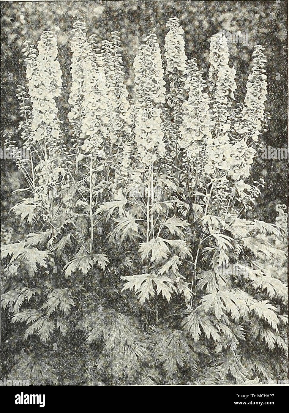 . Dreer's De Luxe Delphiniums Dreer's De Luxe Hybrids. Produced from the world's choicest named varieties, secured without regard to cost from the most noted European and American specialists. The results obtained were really marvelous; the plants of strong, vigorous habit with large spikes of enormous flowers in every shade of blue from the palest lavender to the richest oxford-blue . as well as a number of pastel or art shades. Fully one-third were double- flowering and mostly with white centre or eye, but with a fair percentage having the dark or bee centre. A really wonderful strain that i Stock Photo