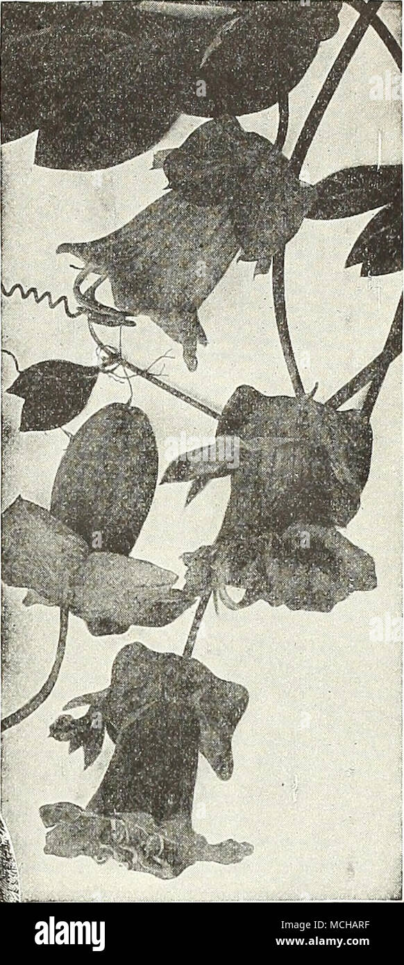 Cobaea Stock Photos Cobaea Stock Images Page 3 Alamy