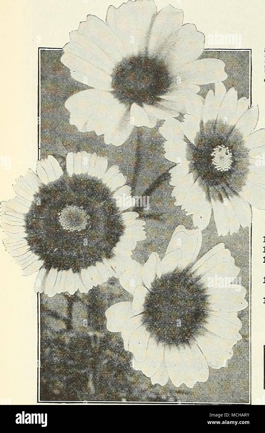 . Chrysanthemums Annual Varieties The single-flowering annual Chrysanthemums or Painted Daisies are showy and effective garden favorites, extensively grown for cut flowers. The foUowing hardy annuals are summer-flowering border plants (growing about 2 feet high), bearing in profusion large daisj'-like flowers on good stems (see cut), and quite distinct from the hardy perennial and autumn flowering varieties. ^^^ ^^^ 1921 Burridgeanum. Pure white petals with zone of rich brown- ish red and inner zone of yellow surrounding the dark brown disc, i oz., 25 cts SO 10 1922 Eastern Star. Clear yellow Stock Photo