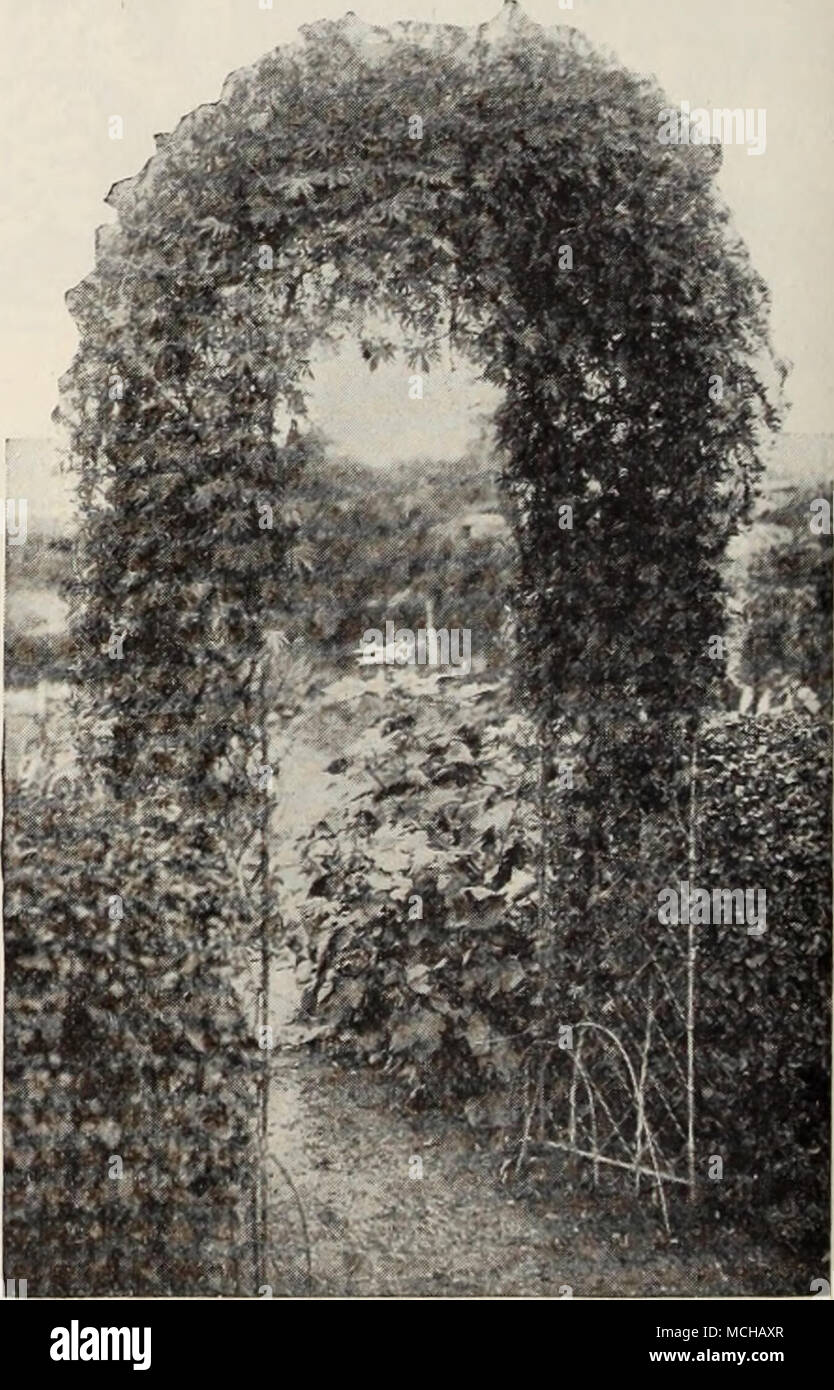 . The Cardinal Climber How to grow Annuals and Perennials from Seed