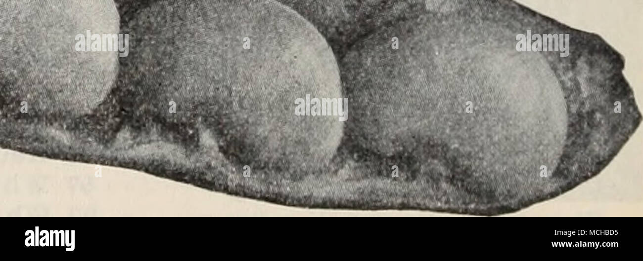 . ALL VEGETABLE SEEDS in quantities offered in this Catalog are FORWARDED TRANSPORTATION PAID, any- where in the United States, we reserving the privilege of shipping either by PARCEL POST, EXPRESS or FREIGHT. Stock Photo