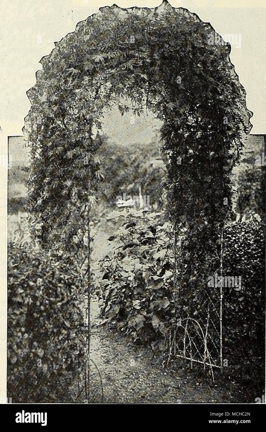 . The Cardinal Climber How to grow Annuals and Perennials from Seed