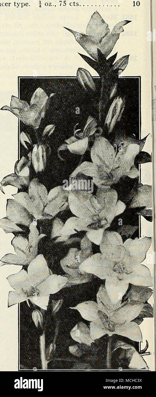 . Campanula Pyramidalis (Chimney Bellflower) Read the General Cultural Notes on Raising Flowers from Seeds on page 51 H9H Stock Photo