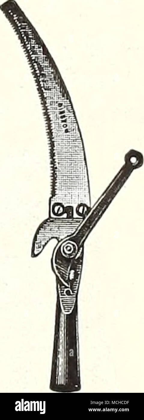 . Orchard Pruning Hook Border Shear Lawn Shear and Saw Shears, Tree Pruning. Lopping Shears, American, 26 inch handle, $3.50; 36 inch, $4.00; English, 2i inch jaw, $4.50; 3 inch jaw, $5.50; 3§ inch jaw, $6.00; 4 inch jaw $6 50 Disston Pruner. A light lopping shear convenient for work too heavy for hand shears 2 50 Combined Lopping Shear and Saw. Orchard, curved saw, $3.00; Little Giant, straight saw, $3.25; poles not supplied. Additional saw blades, each 1 50 Compound Lever, Pole Pruner, 8 ft., $4.00; 10 ft., $4.50; 12 ft., $5.00; 14 ft 5 50 Telegraph, without pole 2 00 Waters, Pole Pruner, 4  Stock Photo