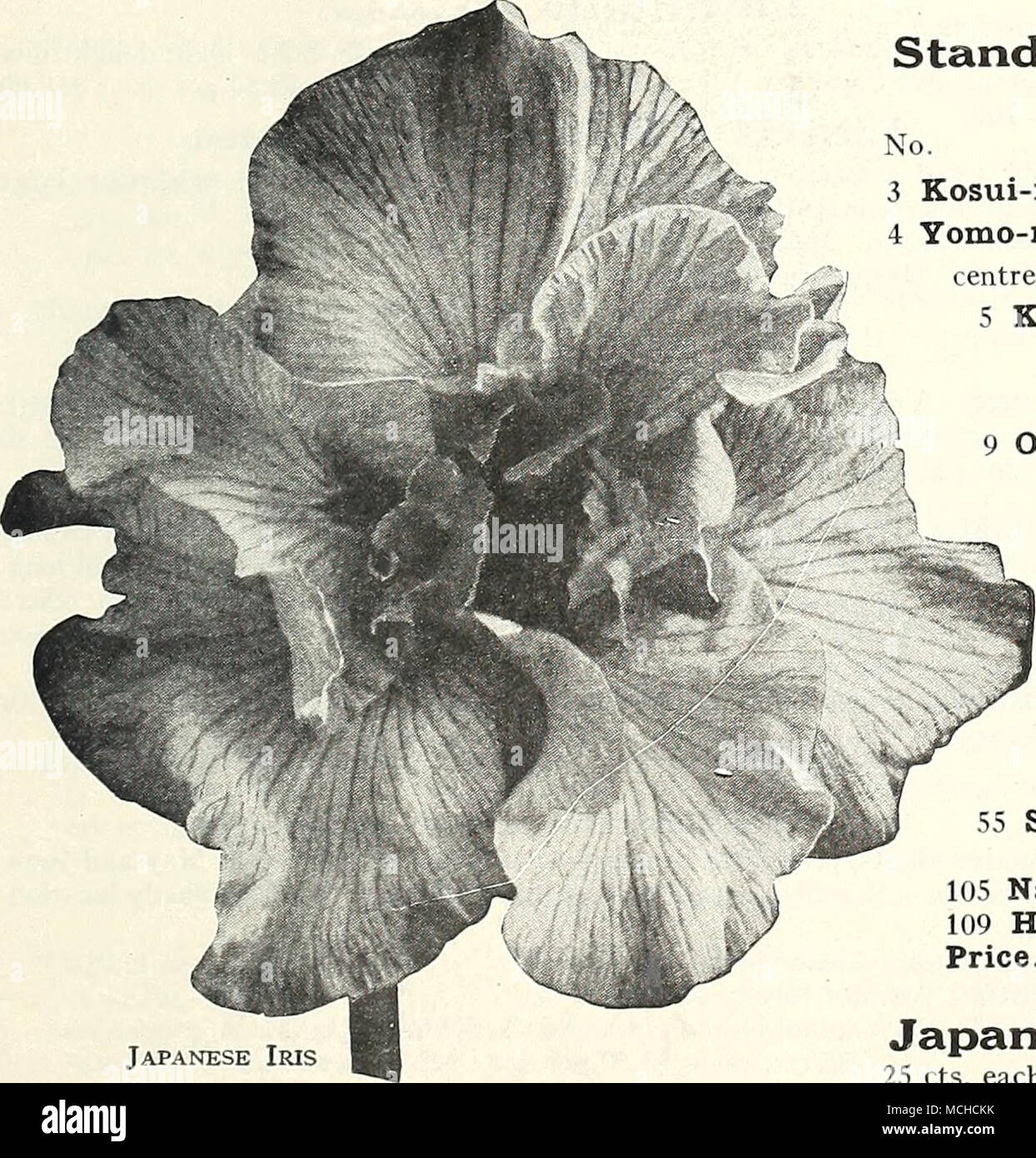 . Standard Collection Japanese Iris Order by name or number. No. 3 Kosui-no-iro. Violet-blue veined with white; 6 petals. 4 Yomo-no-umi. Finest white with six large petals, yellow ray in centre of each petal, forming a six-pointed star. 5 Koki-no-iro. Six petals, rich royal purple and few light veins radiating from the 'golden-yellow centre; standards white, tipped with rich purple. Extra fine. 9 Oniga-shima. Double dark blue veined white. 11 Hano-no-nishiki. Bright violet purple with white veinings, three well rounded petals. 19 Kyodaisan. Three large petals light lilac blue, the nearest appr Stock Photo
