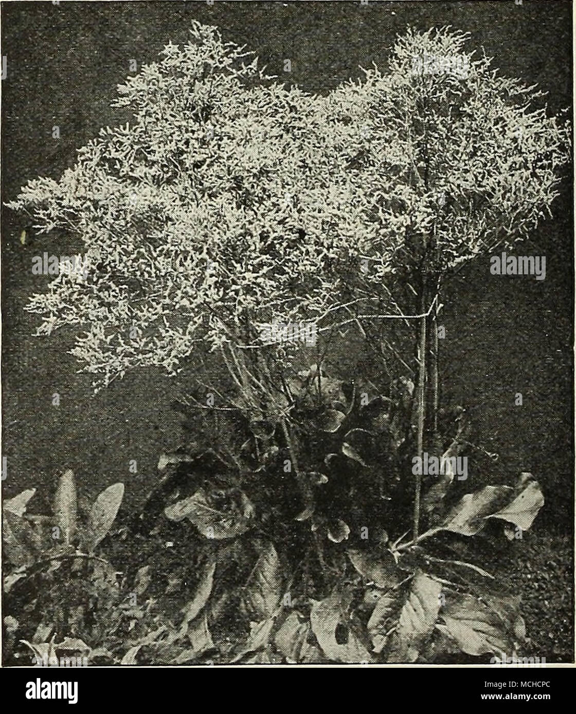 . Statice Latifolia Elegantissima (Offered on page 195) If unable to find what you want, refer to Index, page 2 Stock Photo