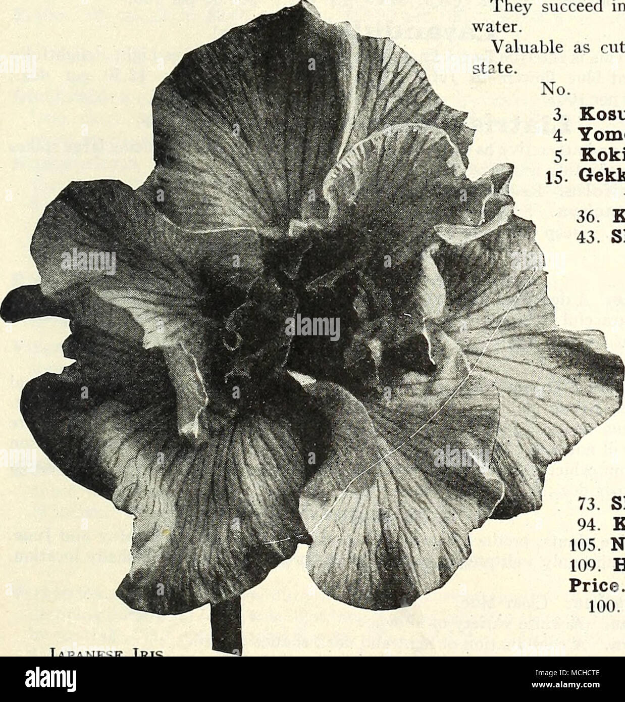 . Japanese Iris Japanese Iris (Ms Kaempferi) The improved forms of this beautiful flower have placed them in the same rank popularly as the Hardy Phloxes and Peonies. Coming into flower about the middle of June, and continuing for 3 to 4 weeks they fill in a period when flowers of this attractive type are particularly welcome. They succeed in almost any soil and position, but like rich soil and plenty of water. Valuable as cut flowers, for which purpose they should be cut in the bud state. Order by name or number Kosui-no-iro. Violet-blue veined with white; 6 petals. Yomo-no-umi. A fine free-f Stock Photo