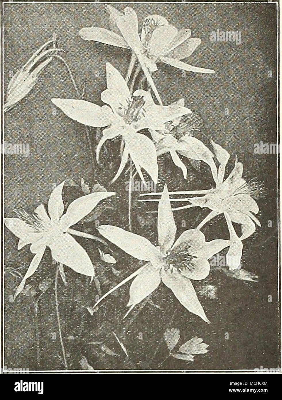 . Dreer's Long-spurred Aquilegia or Columbine Price. 30 cts. each; $2.50 per doz.; $18.00 per 100. One each of the 6 sorts for $1.25. jffe^jj r&quot;- - BJKMTiirg *.l£k 'vM 5Pa£SPi&gt; |K^(£|K!*^lC#K3fci&gt;BH HH^/AjB ' j . &quot;la .-^-j Arenaria (Sand-wort) Montana. A pretty creeping plant which during June is covered with attractive white flowers. A good edging plant and invaluable for the rock garden. 25 cts. each; $2.50 per doz.; $18.00 per 100. Artemisia Lactiflora Armeria (Sea Pink or Thrift) Attractive dwarf plants that will succeed in any soil, forming evergreen tufts of bright green  Stock Photo