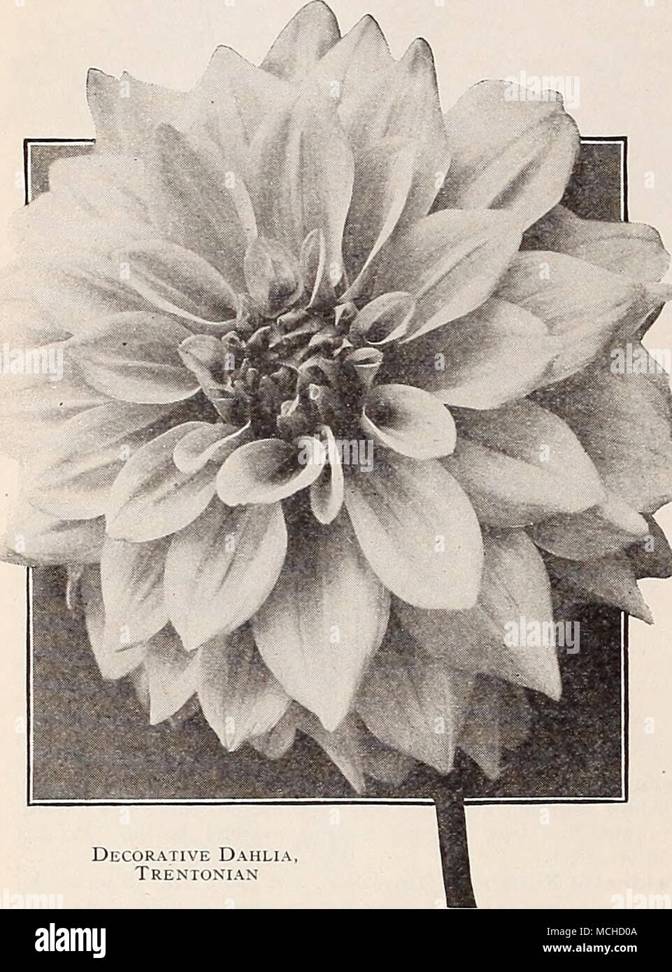 . Decorative Dahlia Trentonian Lemonade. A splendidly formed deep flower of very large size holding its good shape to the end of the season; color a clean pale shade of lemon. The flowers are supported on good stems and are produced very freely; good for all pur- poses. 75 cts. each. Margaret Woodrow Wilson. An exhibition variety of immense size and wondrous beauty. Color an opalescent pink, face of petals creamy-white with a phlox-pink reverse. $1.00 each. Marmion. Of such enormous size and depth that it immediately attracts attention. Color a pure golden yellow with bronze suffusion on rever Stock Photo