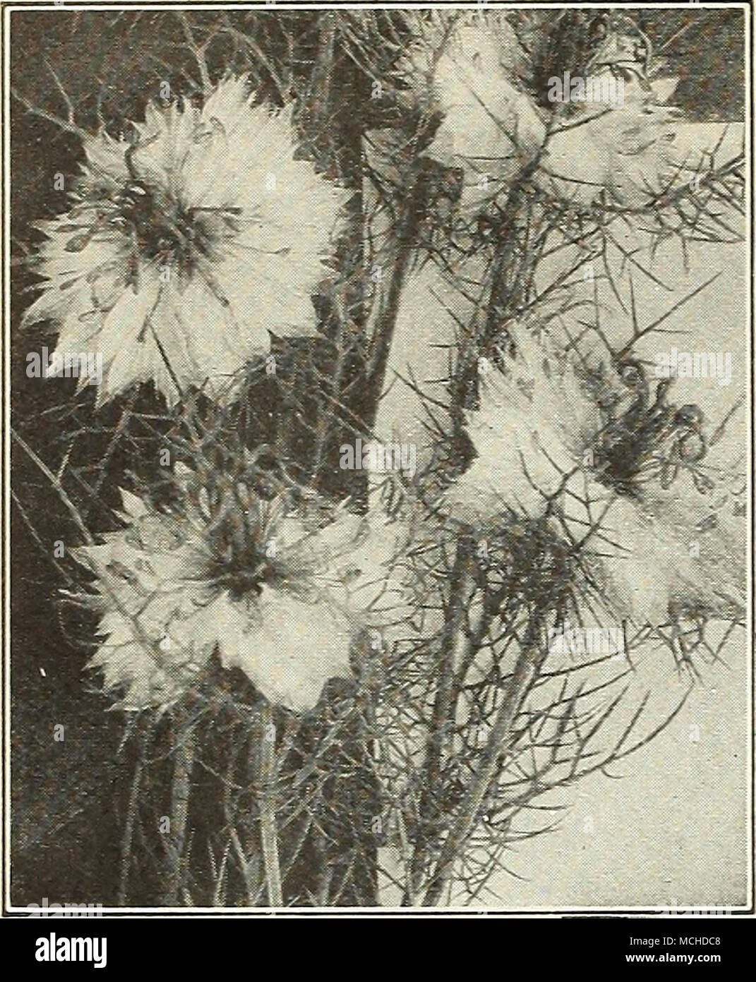 . 3V-s Nigella Miss Jekyll Myosotis &gt;^f^ (Forget-Me-Not) Few spring flowers are moreS SL Smll admired than the lovely Forget- Me-Nots, which are especially effective when grown in masses. Perennials and hardy if given slight protection through the winter. Seed may be sown any time from spring till mid-sum- mer. The Alpestris varieties and Dissitiflora come into bloom in April, and are largely used for bedding or borders in connection with spring- flowering bulbs, Pansies, etc. The Palustris sorts do not bloom till May, but continue till fall. 9 to 12 inches. 3231 Alpestris Royal Blue. Rich  Stock Photo