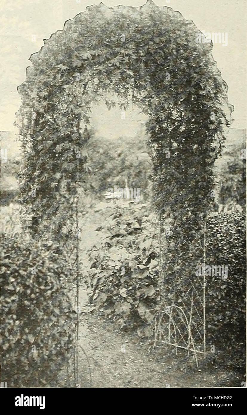 . The Cardinal Climber How to grow Annuals and Perennials from Seed. Leaflet covering this