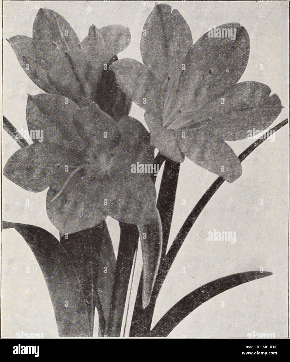 . Vallota Speciosa (Scarborough Lily) For Summer Flowering Bulbs such as Amaryllis, Tuberous Rooted Begonias, Fancy Leaved Caladiums, Gloxinias, Lilies, Montbretias, Tigridias, Tuberoses, etc., see pages 138 to 141. Stigmaphyllon Ciliatum (Brazilian Golden, or Orchid Vine) One of the prettiest tender climbers in cultivation, with large yellow, orchid-like flowers, produced very freely during the summer months. It is especially adapted for training over the pillars or on the wall of a conservatory, but will do equally well in the open air. 50 cts. each. Strelitzia (Bird of Paradise Flower) Regi Stock Photo