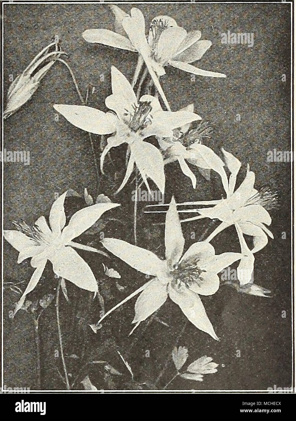 . Chrysantha (Golden Columbine). Bright yellow long-spurred flowers, Chrysantha Alba. A fine long-spurred white. Flabellata Nana Alba. A dwarf growing pure white. Skinneri. Petals yellow with long red spurs. Vulgaris. The European violet-blue columbine. Price. 30 cts. each; $2.50 per doz.; $18.00 per 100. One each of the 8 sorts for $1.65. Dreer's Long-spurred Aquilegia or Columbine AsclepiaS (Butterfly Weed) Tuberosa. Very showy native plants, about 2^ feet high, pro- ducing flowers of brilliant orange-scarlet during July and August. 25 cts. each; $2.50 per doz.; $15.00 per 100. Arabis (Rock  Stock Photo