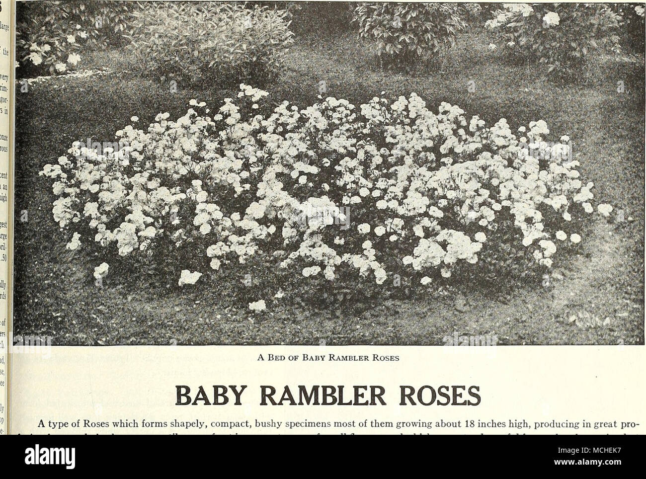 . BABY RAMBLER ROSES A type of Roses which forms shapely, compact, bushy specimens most of them growing about 18 inches high, producing in great pro- fusion from early in the season until severe frost immense trusses of small flowers, and which are not only useful for garden decoration but their dainty, graceful flowers are valuable for cutting. Pruning is not necessary; simply remove the past season's flower stems. Cecil Brunner {The Fairy, or Sweetheart Rose). A Polyantha variety with dainty double little flowers of perfect form produced in many flowered, graceful sprays; color a soft rosy-p Stock Photo