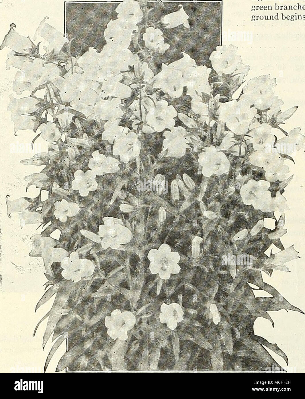 . Cup and Saucer Canterbury Bells {Campanula, medium calycanlhema). This is unquestionably the finest type of this old-fashioned and much prized garden plant. They differ from the ordinary type in having an extra large calyx, which is of the same color as the flower, giving the appearance of a cup and saucer. They are effective either in the garden or grown in pots for conservatpry or table decoration. We offer them in separate colors, as well as in mixture, viz.: PER PKT. 1735 Calycanthema Blue. A fine clear shade-IO 15 15 15 1736 â Rose Pink. Delicate rosy-pink. 1738 â White. Pure white 1739 Stock Photo