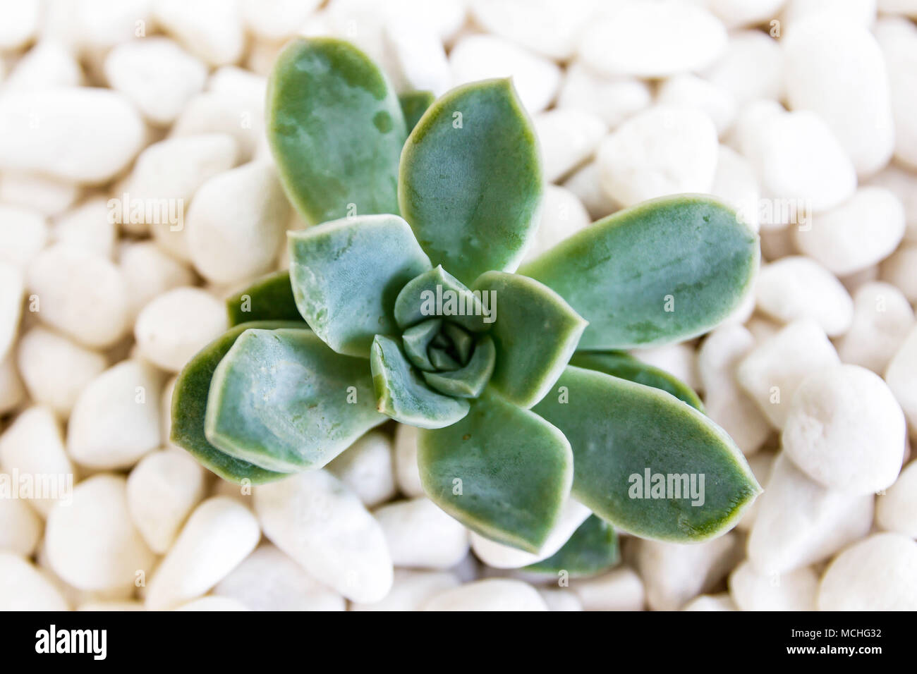 Isolated green succulent on bed of white pebbles Stock Photo