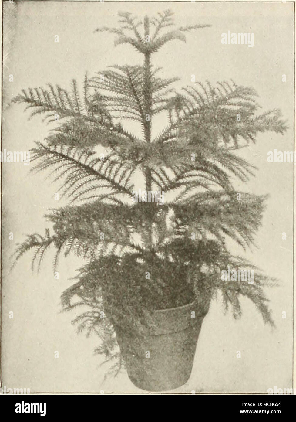 . Araucaria (Norfolk Island Pine) AraUCaria (Norfolk island Pine) Excelsa. One of the very popular decorative plants which has been practically unobtainable since the importation of plants from foreign countries has been prohibited. We are pleased to be able to offer a limited stock of American grown plants. 4-inch pots, 6 to 7 inches high, $1.00 each; 6-inch pots, 12 to 15 inches high, $3.00 each. Asparagus Plumosus Nanus (AspjraxHs Fcm). There is no better plant for table decoration than this. The foliage is more delicate than that of the finest Fern, being lace-like in its filminess. A plan Stock Photo