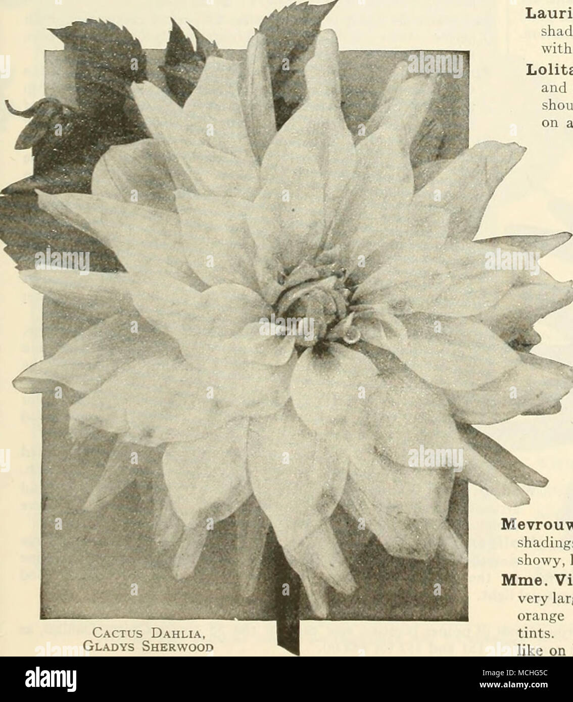. Cactus Dahlia, Gladys Sherwood J. B. Fry. Centre of flower pale yellow passing to rosy-salmon at the points of the petals. 50 cts. each. Kalif. A truly majestic flower, of perfect Cactus form, in color a pure scarlet. The habit of the plant is all that can be desired; the gigantic flowers, produced very freely, are held on strong stiff stems, making it. a most effective and useful variety for cutting as well as for garden decoration. 75 cts. each. Laurine. Very large flowers of good form of a most distinct shade of amaranth-pink, shading lighter towards the edges with silvery suffusion; a go Stock Photo