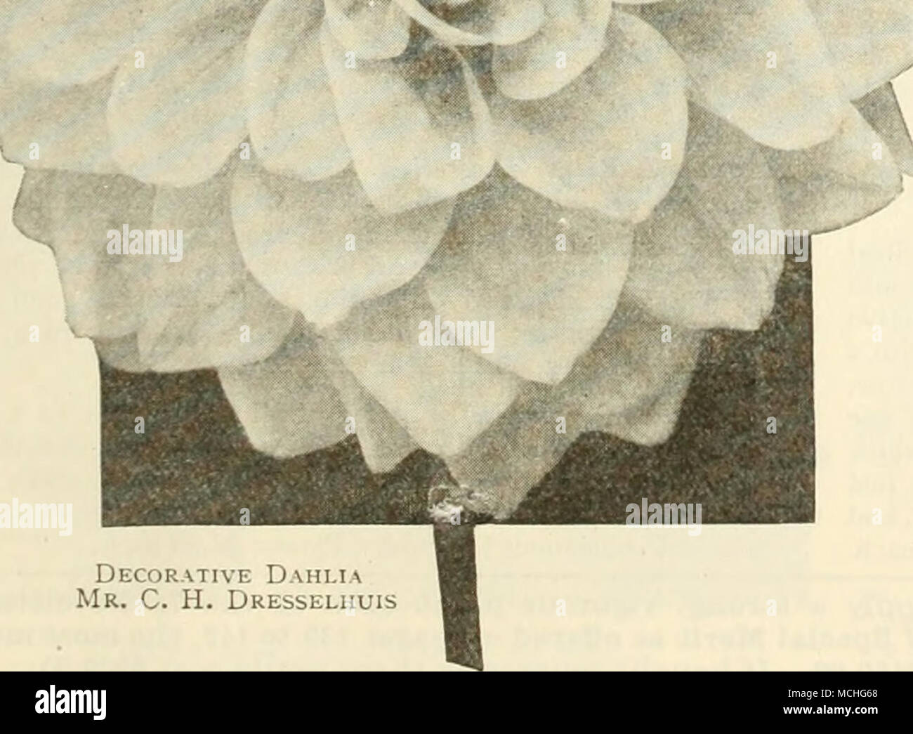 . Decorative D.hi.ia Mr. C. H. Dresseluuis CaCtus Dahlia. El Granada (Offered on page 139) Mme. Butterfly {Paeonie). Ground color yellow, heavily shaded with coral-red; a gay-colored flower, very freely produced. Plants, $1.50 each. Mrs. O. D. Baldwin {Decorative). A good sized flower on long stiff wiry stems, fine for cutting, the base of the flower is not unlike the color of the American Beauty Rose, a rich rosy-carmine, suffused with, and shading to soft rose-pink at the tips. Plants, $1.50 each. Mrs. E. A. Oliver {Decorative). Flowers very large on long stems, color deep old rose suffused Stock Photo