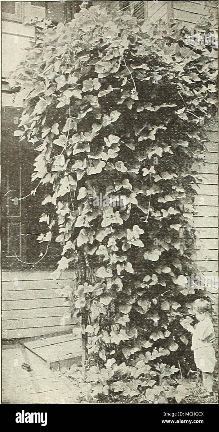 Pueraria Thunbergiana (Kudzu Vine) The most rapid growing vine in  cultivation, attaining, after once •jfc being established, a height of 50  feet or more in one season. Its foUage is large