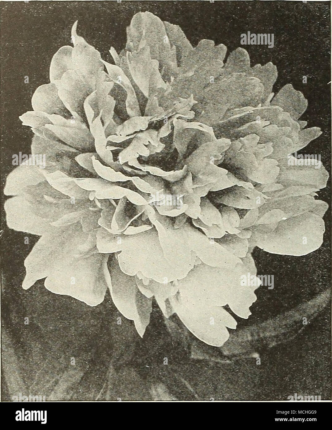 How to Strengthen Hydrangea Stems: Tips for Stronger Flowers