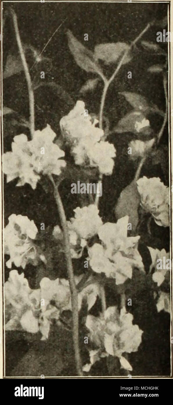 . Cl.rki. Cobaea (Cups and Saucer Vine or Cathedral Bells) A climber of rapid growth, attaining a height of 30 to 50 feet during the sea- son; valuable for covering trellises, arbors, trunks of trees, etc.; will cling to any rough surface. In sowing, place seeds edgewise and merely cover with light soil; to get early results start the seed indoors in March or April; can also be sown out-of- doors in May. (See cut.) PER PKT. 2021 Scandens. Large, bell- shaped purple flowers. J oz., 25 cts SO 10 2022 Scandens Alba. Pure white. i oz., 40 cts 15 Cleome Gig.ntea ColeUS (Flame Nettle) 2040 Dreer' Stock Photo