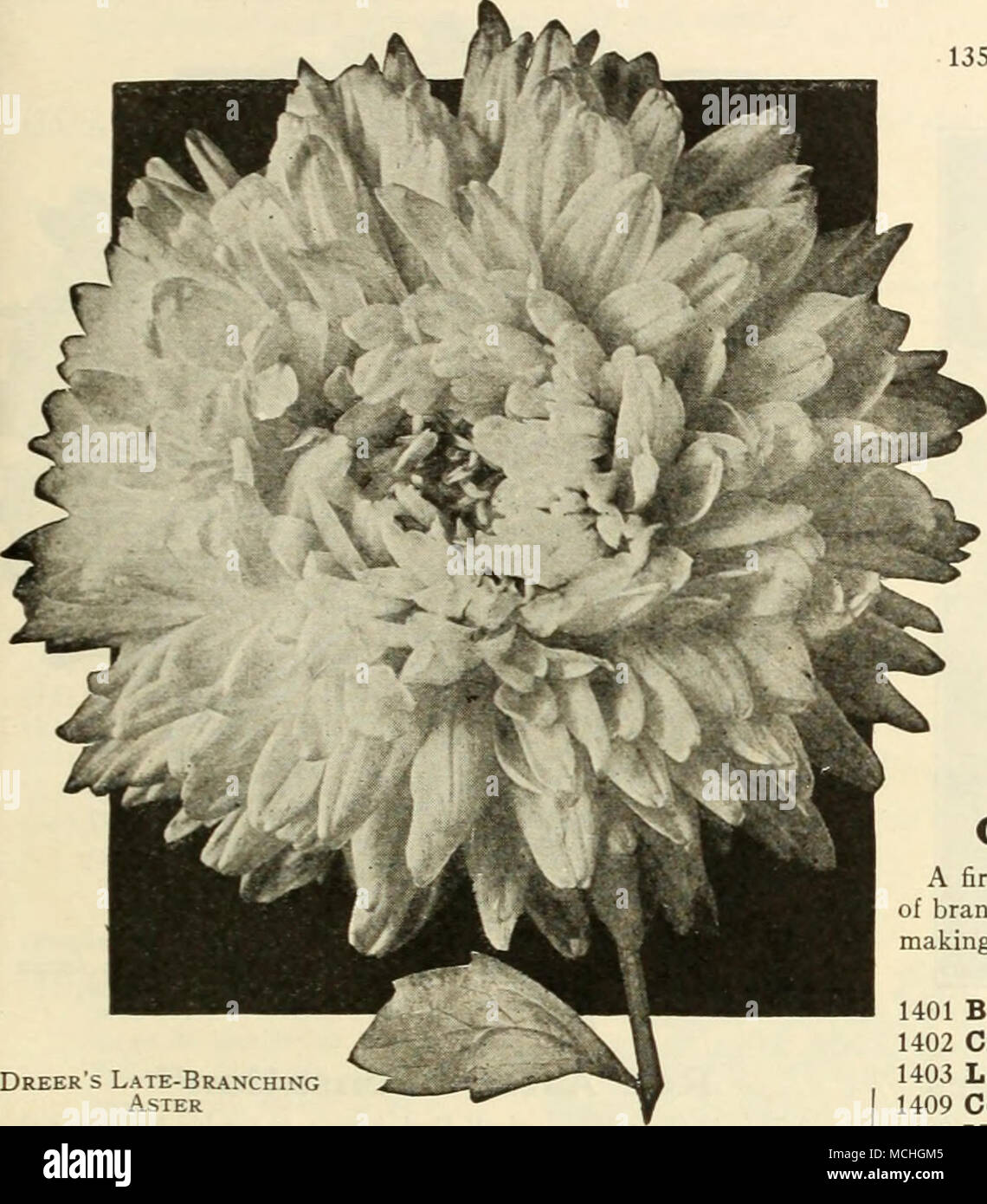 . Queen of the Market Asters A first-class early flowering Aster, coming into flower in July, of branching habit; flowers of good size and borne on long stems, making them exceedingly valuable for cutting; 1 foot. Dreer's Late-Branching Aster Dreer's Superb Late-Branching Asters This grand strain is of American origin, and is especially adapted to our climatic conditions. The plants form strong, branching bushes 2 to 2| feet high, bearing on long, strong stems flowers which, under ordinary cultivation, average 5 inches across. They are usually at their best during September, and, all things co Stock Photo