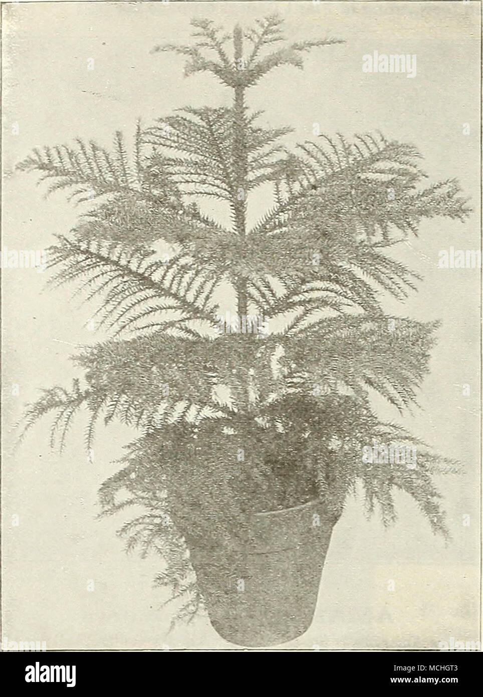 . 'Araucmua (Norfolk Island Pine) ARAUCARIA (Norfolk Island Pine) Excelsa. One of the very popular decorative piants -n-hich has been practically unobtainable since the importation of plants from foreign countries has been prohibited. We are pleased to be able to offer a limited stock of American grown plants. 4-inch pots, 6 to 7 inches high, Sl.OO each; 6-inch pots, 12 to 15 inches high, $3.00 each. ASPARAGUS Plumosus Nanus (Asparagus Fern). There is no better plant for table decoration than this. The foliage is more delicate than that of the finest Fern, being lace-like in its filminess. A p Stock Photo