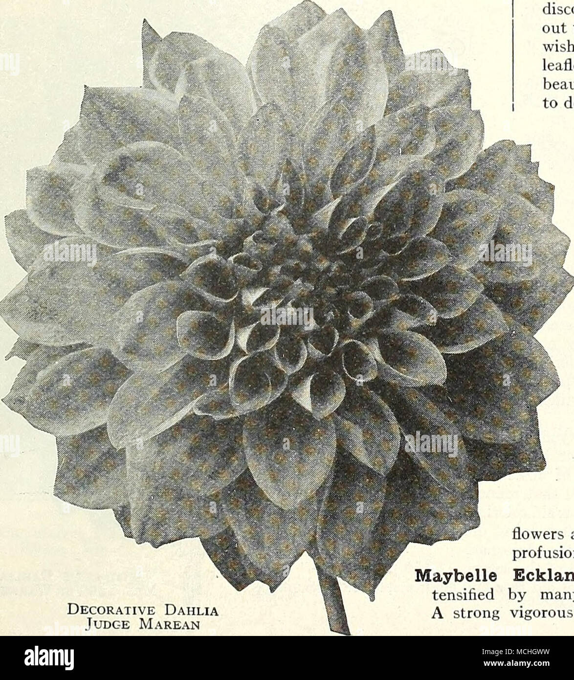 A Very Large Flower Of Perfect Decorative Shape The Colors Changing As Flowers Pass Through Different Stages Development Are Combination