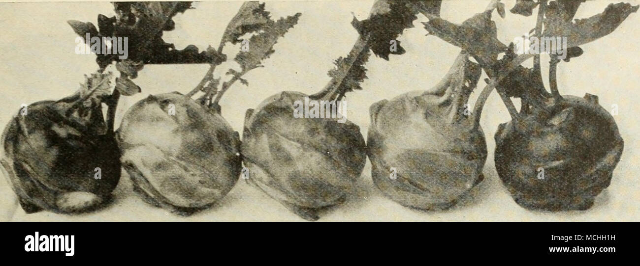 Kohl Rabia3 Center Bulbs Earliest Erfurt Bulbs At Both Ends
