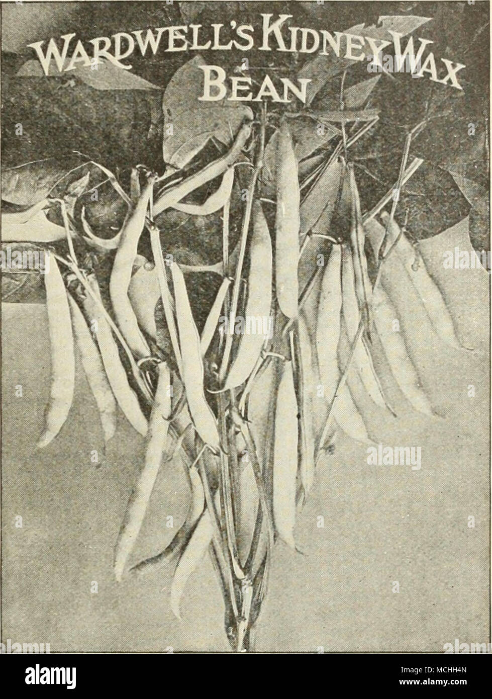 . Round Pod Kidney, or Brittle Wax. An early sort, with thick round pods of waxy yellow. Brittle and stringless. Pkt., 10 cts., postpaid. J lb., 25 cts.; lb., 40 cts.; 2 lbs., 70 cts.; 10 lbs., $3.00. Webber, or Crackerjack Wax, of first quality, bearing long flat broad pods, slightly curved and quite stringless. Pkt., 10 cts., postpaid. J lb., 25 cts.; lb., 40 cts.; 2 lbs., 70 cts.; 10 lbs.,   |i.0O, — Dwarf Varieties of Shell Beans CULTURE— Plant when ground is warm in spring and up to July 1st, in rows 2 feet apart and beans 3 inches apart, IJ inches deep. Keep well hoed and draw the earth  Stock Photo