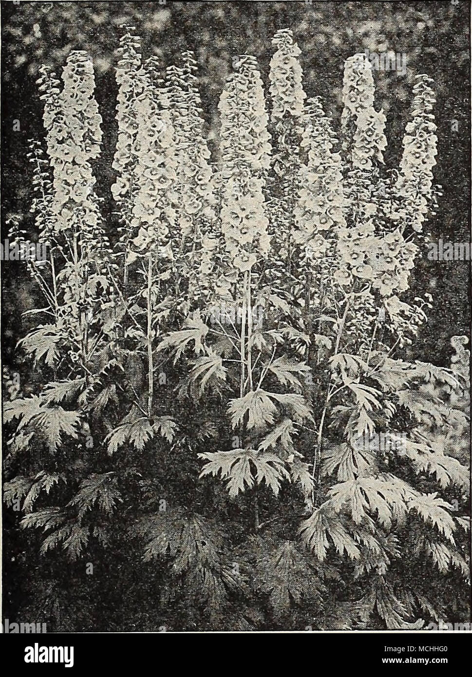 . Dreer's De Luxe Delphiniums Dreer'sDe Luxe Hybrids. Produced from the world's choicest named varieties, secured without regard to cost from the most noted European and American specialists. The results obtained were really marvelous; the plants of strong, vigorous habit with large spikes of enormous flowers in every shade of blue from the palest lavender to the richest oxford-blue as well as a number of pastel or art shades. Fully one- third were double-flowering and mostly with white centre or eye, but with a fair percentage having the dark or bee centre. A really wonderful strain that is s Stock Photo