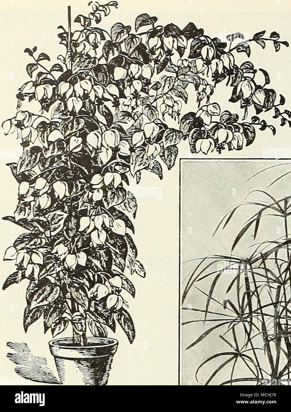 . Clerodendron BOOKS OM HORTICULTURE We offer on the 3rd page of the this catalogue did list of the cover of a splen- above. CyPERUS Alternifolius CESTRUM PARQUI (Night-blooming Jessamine) An interesting tender shrub of easy cultivation, either for pot culture or for planting in the garden when the weather gets warm, with small greenish white flowers of delightful fragrance, which is dispensed during the night only. 25 cts. each; $2.50 per doz. CLERODENDRONS Balfouri. A beautiful greenhouse climber, and admirably suited for house culture, flowering most profusely with bright scarlet flowers, e Stock Photo