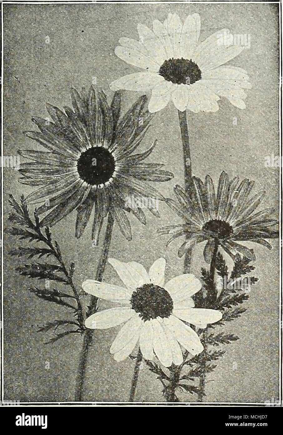 .  Vi ['''^f*&amp;^i'^)t''^^' I Primrose). A fine house plant, Primula Malacoides (Improved Baby Primrose) Pyrethrum Hybridum (offered on page 106) plant flowers dehcate lilac 15 3827 — Alba. A new white-flower- ing form 25 3828 — Rosea. A beautiful bright rose variety 25 1500 Auricula. A well-known favor- ite of great beauty; seed saved from splendid choice mixed varieties; 6 inches 25 3825 Japonica (Japanese Primrose). Bright and showy flowers; borne in whorls on stems 6 to 9 inches long; mixed colors 15 3830 Vulgaris {English Primrose). Ca- nary-yellow, fragrant 15 See also Cowslip and Pol Stock Photo