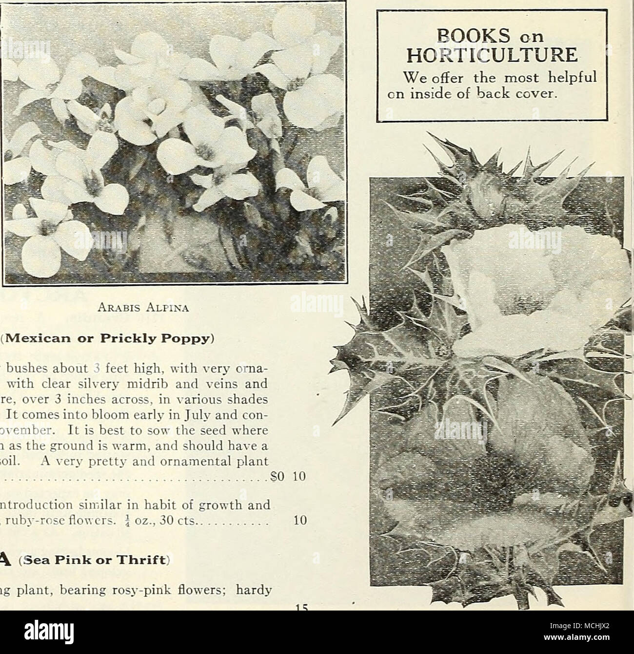 . BOOKS on HORTICULTURE We ofler the most helpful en inside of back cover. Arabis Alpina ARGEMONE (Mexican or Prickly Poppy) 1220 Hybrida Grandiflora. Sturdy bushes about 3 feet high, with very orna- mental pale green, spiny foliage, with clear silvery midrib and veins and poppy-like flowers of satiny texture, over 3 inches across, in various shades from rich yellow to creamy-white. It comes into bloom early in July and con- tinues without interruption till November. It is best to sow the seed where they are intended to bloom as soon as the ground is warm, and should have a sunnj- location, an Stock Photo