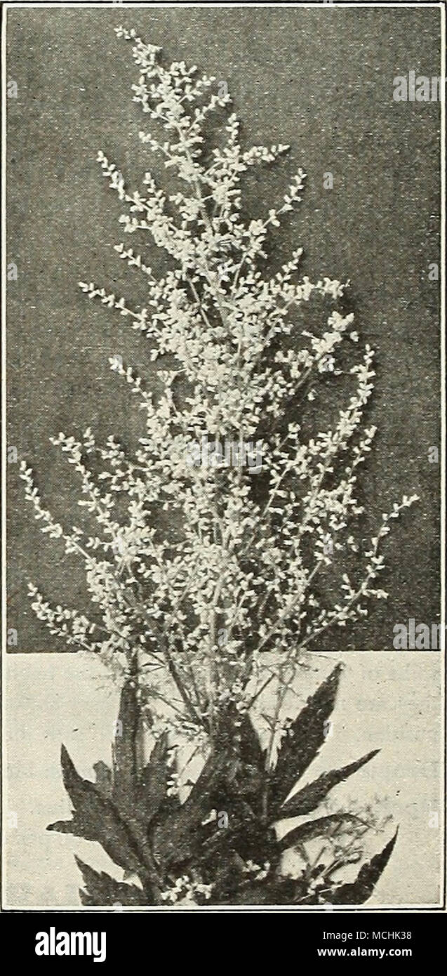 . Artemisia Lactiflora NOTE.—All Bulbs, Roots and Plants are forwarded by Express, purchaser paying charges. If wanted by Parcel Post, add 10 per cent, to value of order to points east of the Mississippi River, and 20 per cent, to points west of the Mississippi River Stock Photo