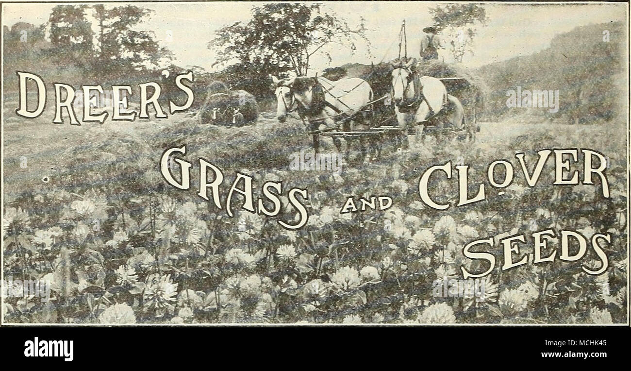 . Prices for larger quantities than one pound axe f. o. b. Philadelphia, and subject to market changes Kentucky Blue Grass, Fancy Cleaned (Poa pratensis). Also known as June Grass, Green Grass, etc. Rated as one of the best permanent grasses, especially useful for lawns, meadows and rich land.. , It is the grass of the famous Hme- stone soils of Kentucky, and'is also a favorite in all the Northern States. Sow 3 to 5 bushels per acre for lawn: 2 bushels per acre for pasture. Lb., 55 cts., postpaid. Bu. (14 lbs.), $5.00; 100 lbs., 835.00. Canadian Blue Grass (Poa Compressa). Thrives well on cla Stock Photo
