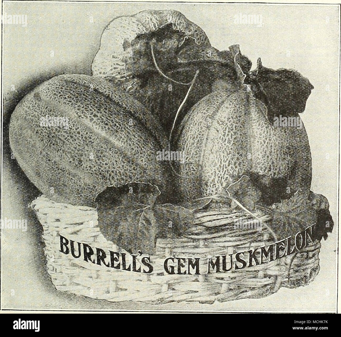 Nutmeg rind hi-res stock photography and images - Alamy