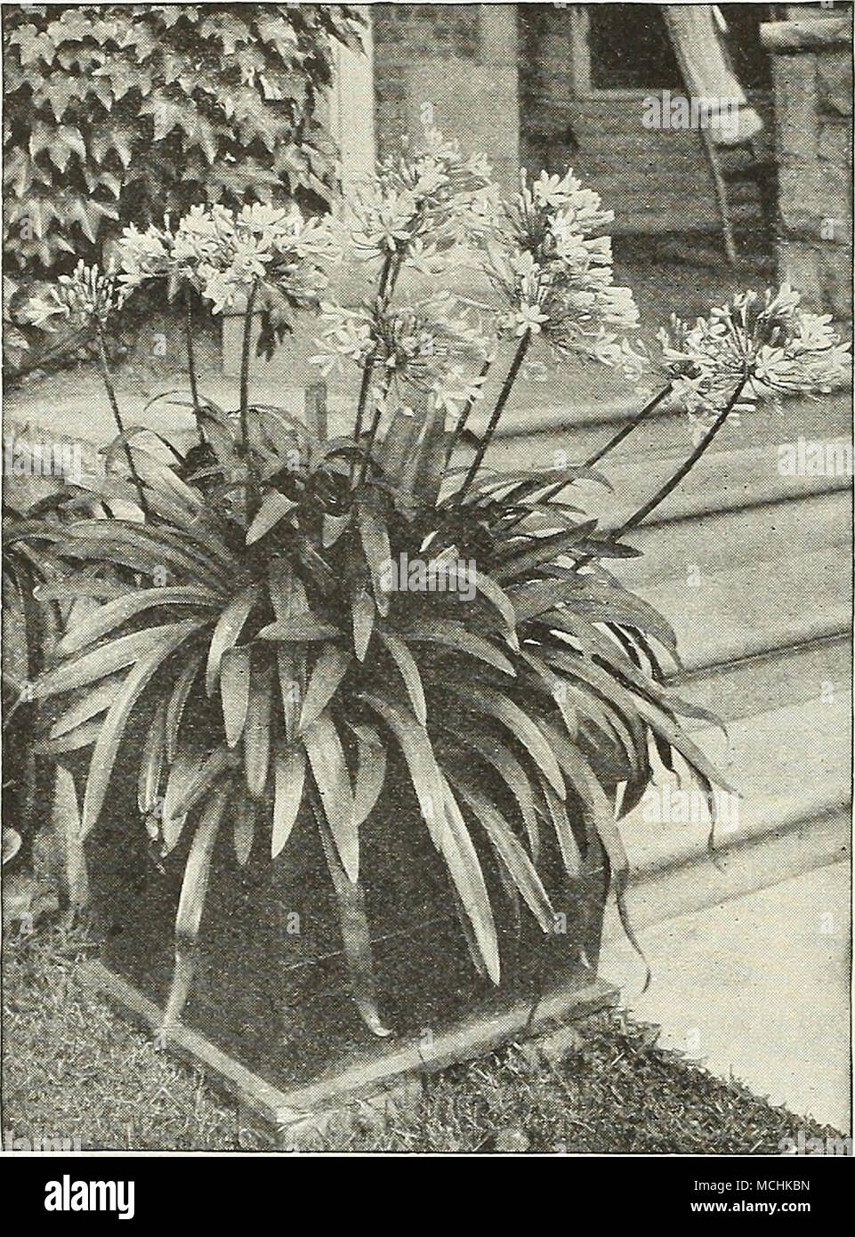 . /l.-..*^ Agapanthus Umbellatus AGAPANTHrs Umbellatus (Blue Lily of the Nile). A splen- did ornamental plant, bearing clusters of bright, blue flowers on 3 foot long flower stalks and lasting a long time in bloom. A most desirable plant for outdoor- decoration, planted in large pots or tubs on the lawn or piazza. 50 cis. each. Also a limited number of large plants in 8-inch tubs, $:2.50 each. — Albus. A white flowering variety. 50 cts. each. — Mooreanus. A smaller form than the type with dark-blue flowers; produced very freely. 50 cts. each. AI^I^AMANDA Henderson!. A strong-growing variety, w Stock Photo