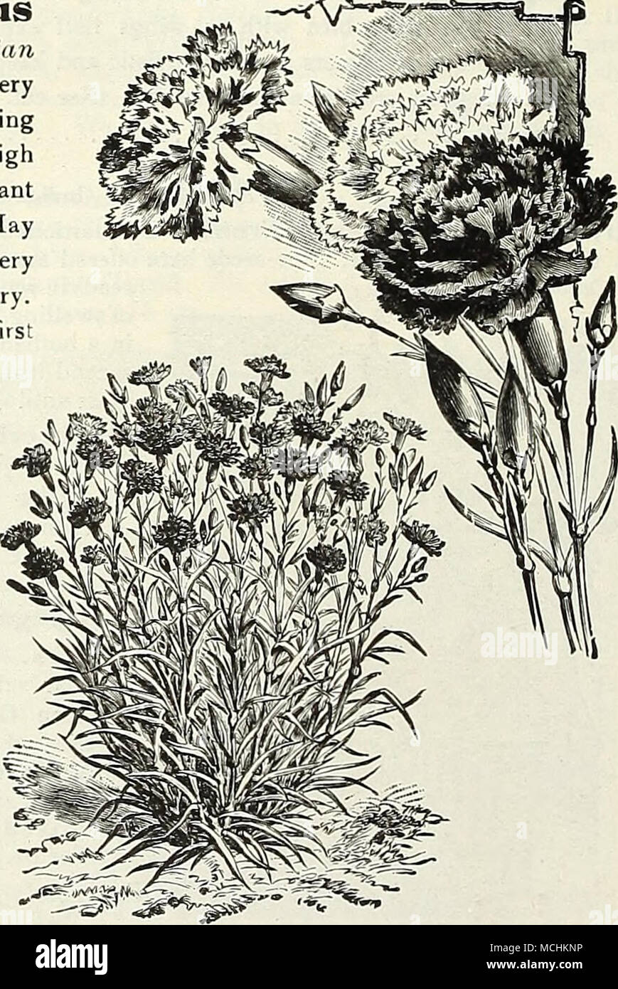 . Cerasiium Tomentosum Chabaud's Everblooming Carnation As cut flowers Scabiosas are very satisfactory. See colored plate, page 57 Stock Photo