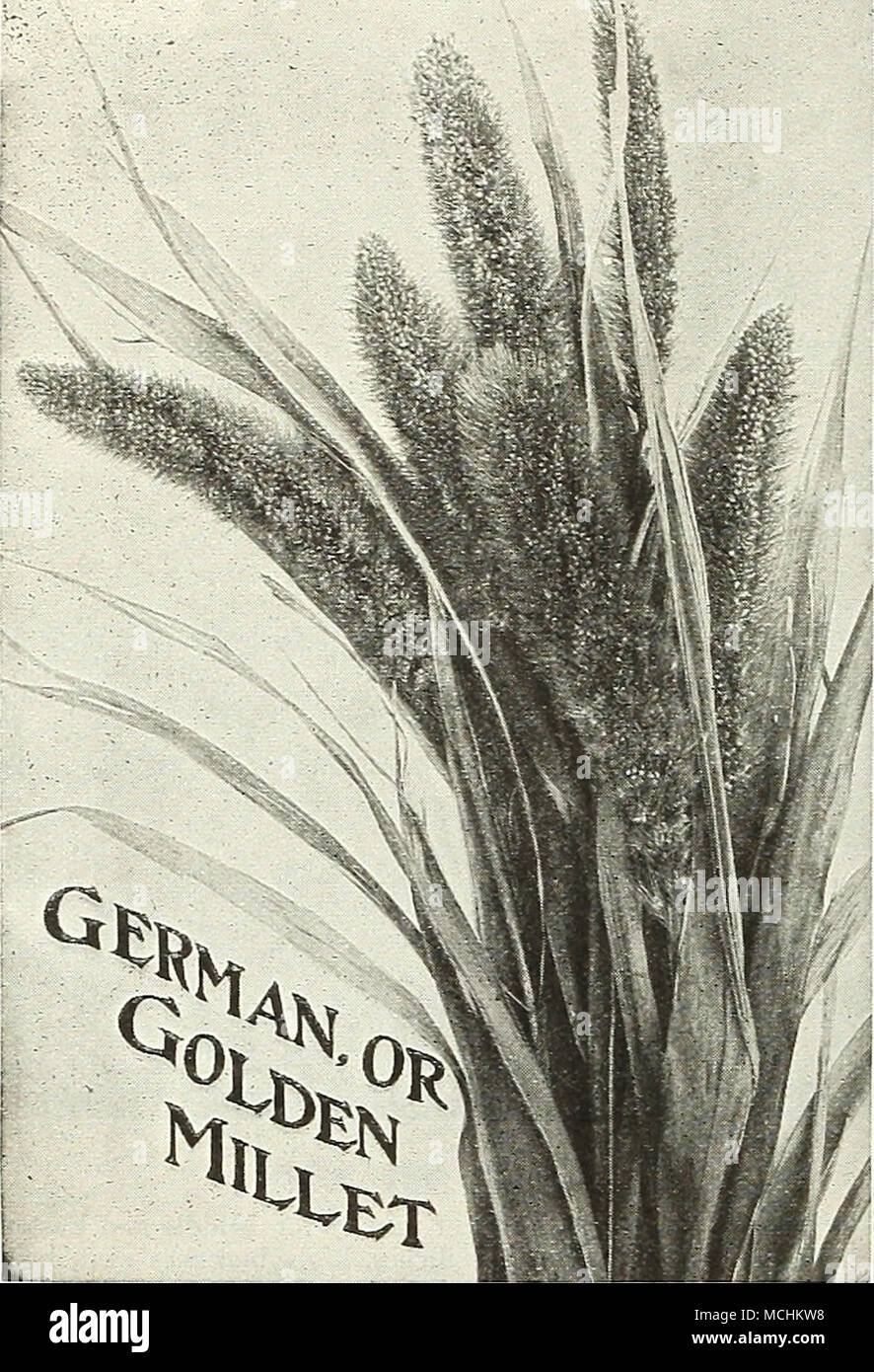 . ^&quot;&gt; German, or Golden Millet [Panicvm Oermanicum). (See cut.; A valuable annual hay and fodder crop. Sow 1 bushel to the acre. Bushel (50 lbs.), write for price. Hungarian Hillet [Panicum Hungariensis). An annual forage plant, early and productive, growing 2 to 3 feet high. Sow 1 bushel to the ac;e. Bushel (48 lbs.), write for price. Egyptian, or East India Pearl Millet (Penicillaria spicuta). Grows from 8 to ]0 feet high. For fodder, sow 5 pounds in drills 3 feet apart, thin out in rows to 1 foot apart. Lb., 40 cts., postpaid. By express or freight, at purchaser's expense, 5 lbs., $ Stock Photo