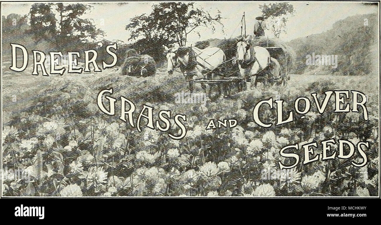 . Prices for larger quantities than one pound are f. o. b. Philadelphia, and subject to market changes Kentucky Blue Qrass, Fancy Cleaned {Poa pratensis). Also known as June Grass, Green Grass, etc. Rated as one of the best permanent grasses, especially useful for lawns, meadows and rich land. It is the grass of the famous lime- stone soils of Kentucky, and is also a favorite in all the Northern States. Sow 3 to 5 bushels per acre for lawn; 2 bushels per acre for pasture. Lb., 75 cts., postpaid. Bu. (14 lbs.), $7.50; 100 lbs., $53.00. Canadian Blue Qrass {Poa Compressa). Thrives well on clay.  Stock Photo