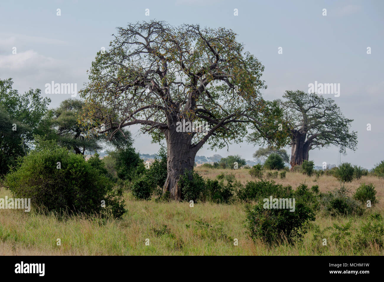 BAOBAB TREES (ADANSONIA SP.) ON THE AFRICAN SAVANNAH, TARANGIRE NATIONAL PARK, TANZANIA Stock Photo