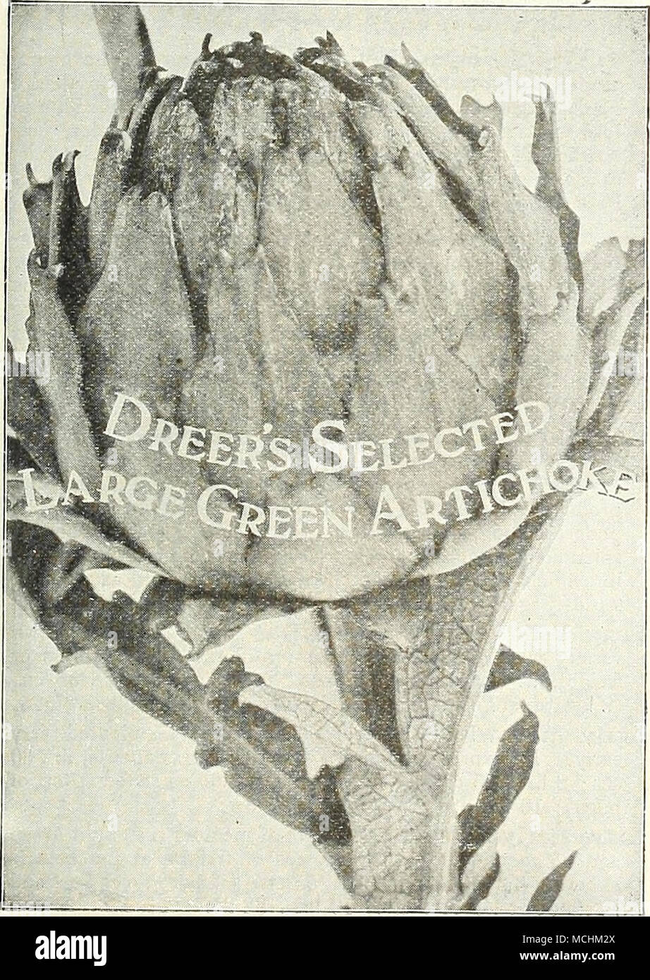 Artichaut, Fr. Alcachofa, Sp. Artischoke, Ger. Large Green Globe. The  scales and bottom of flower head are eaten either boiled, or raw as a  salad. The young suckers are sometimes tied, image size:922x1390